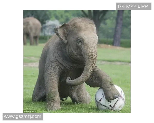 足球明星与动物的奇妙相似之处揭秘让你大开眼界的趣味观察